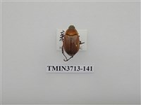 藏品(金龜子科)的圖片